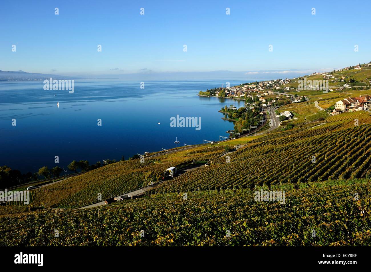 Il vigneto di Lavaux sul Lago di Ginevra, nel Cantone di Vaud, Svizzera Foto Stock