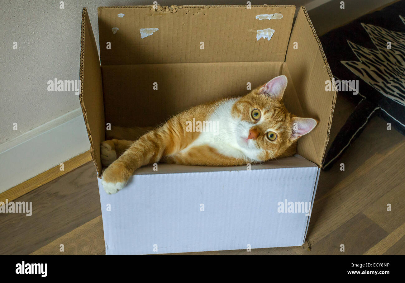 Lo zenzero gatto in una scatola di cartone Foto Stock