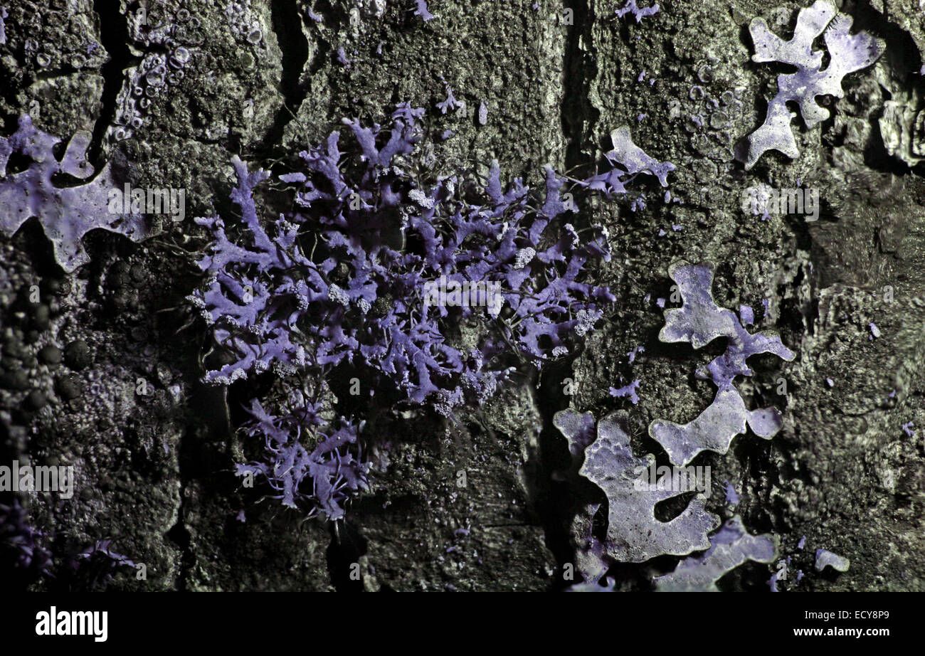 Il Lichen in spettro ultravioletto Foto Stock