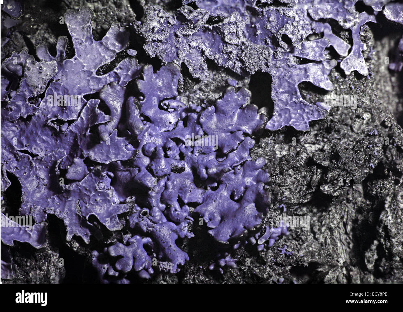 Il Lichen in spettro ultravioletto Foto Stock