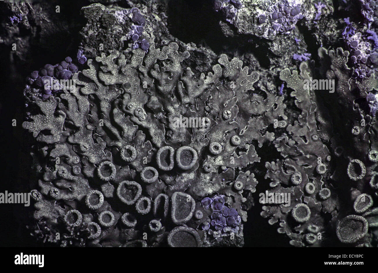 Il Lichen in spettro ultravioletto Foto Stock