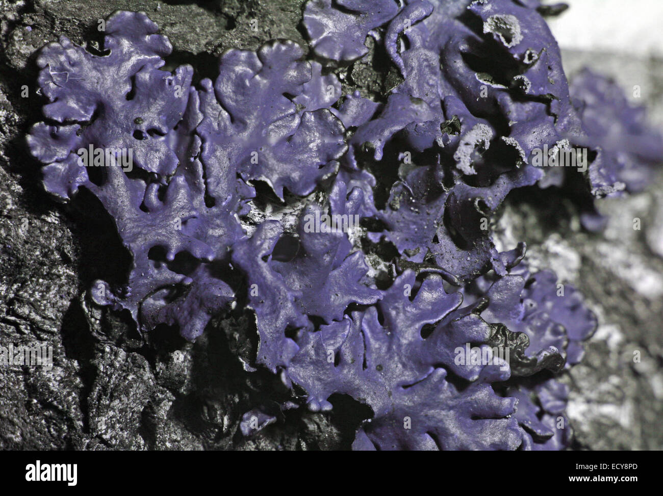 Il Lichen in spettro ultravioletto Foto Stock