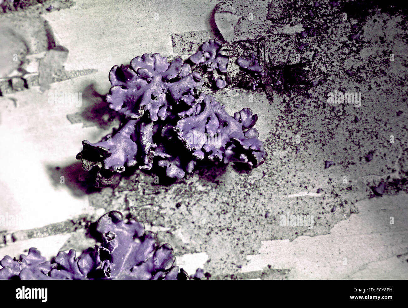 Il Lichen in spettro ultravioletto Foto Stock