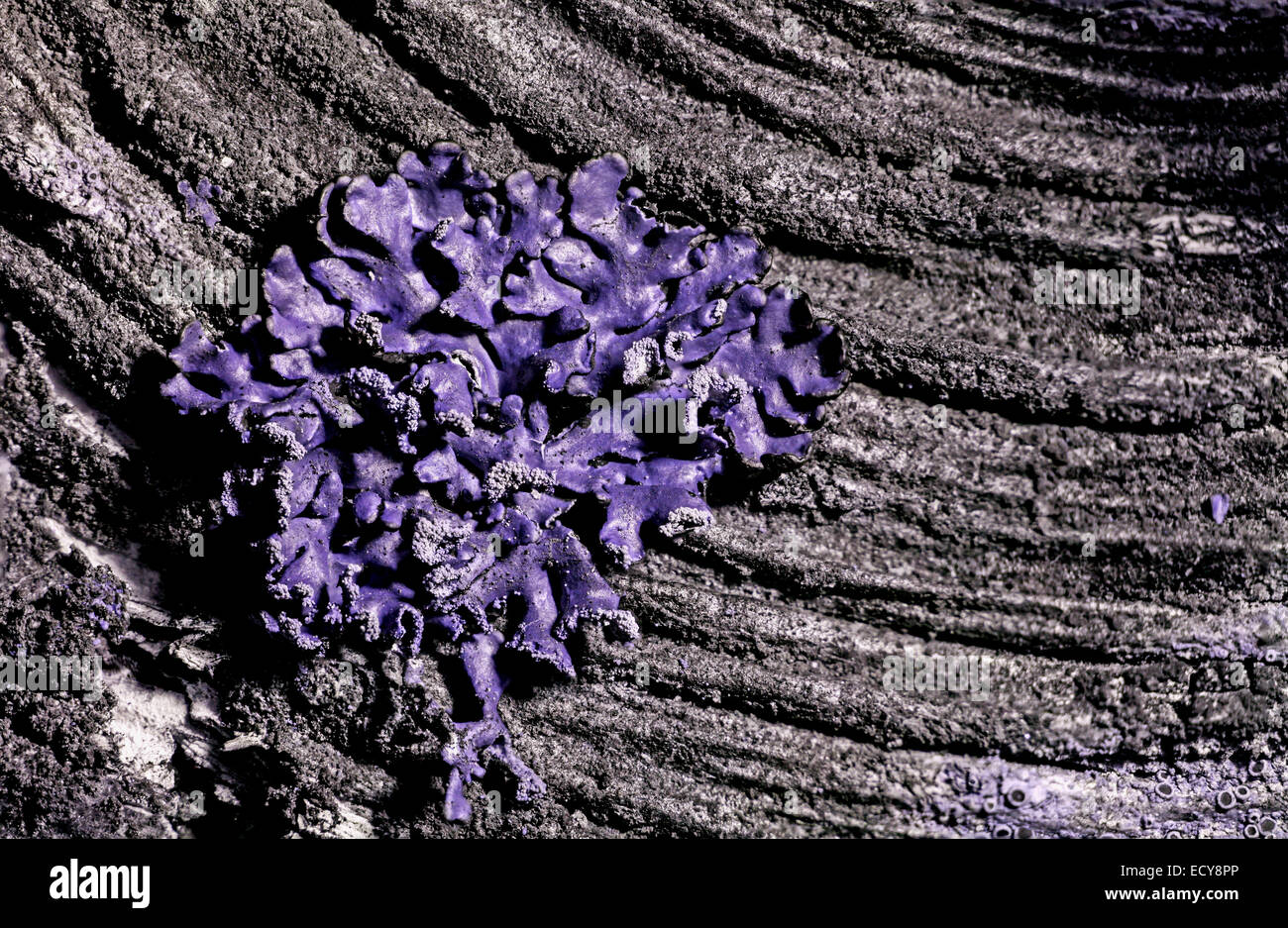 Il Lichen in spettro ultravioletto Foto Stock