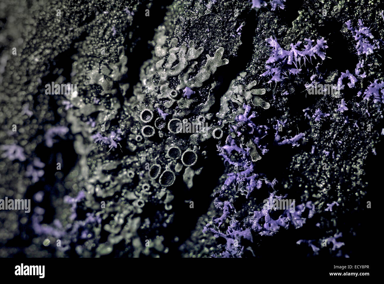 Il Lichen in spettro ultravioletto Foto Stock