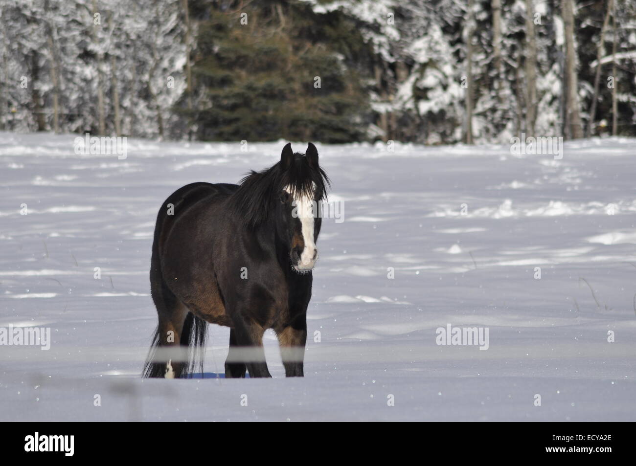 Cavallo fuori per una passeggiata Foto Stock