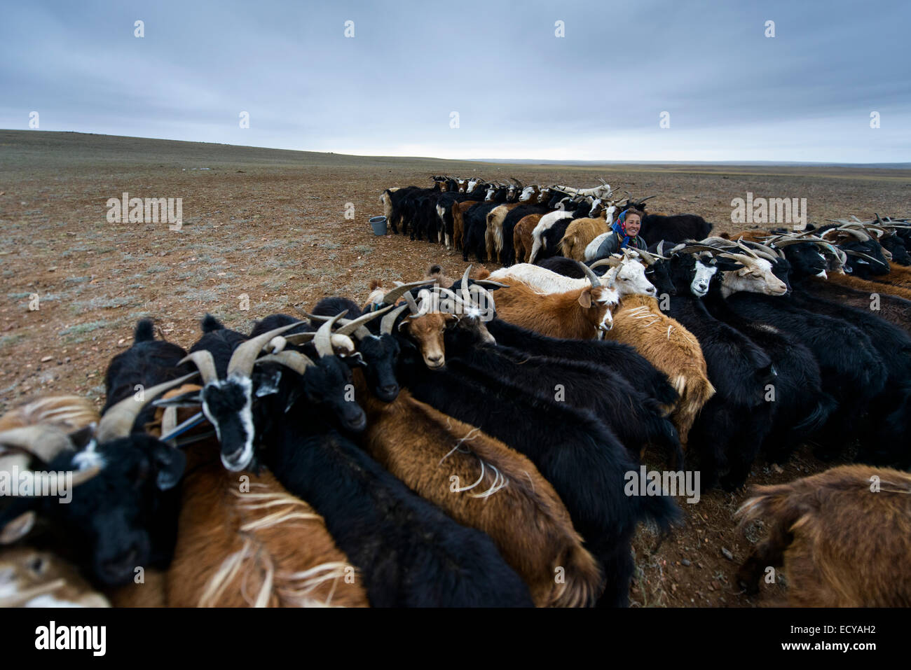 I nomadi mongoli mungere le capre sul deserto del Gobi, Mongolia Foto Stock