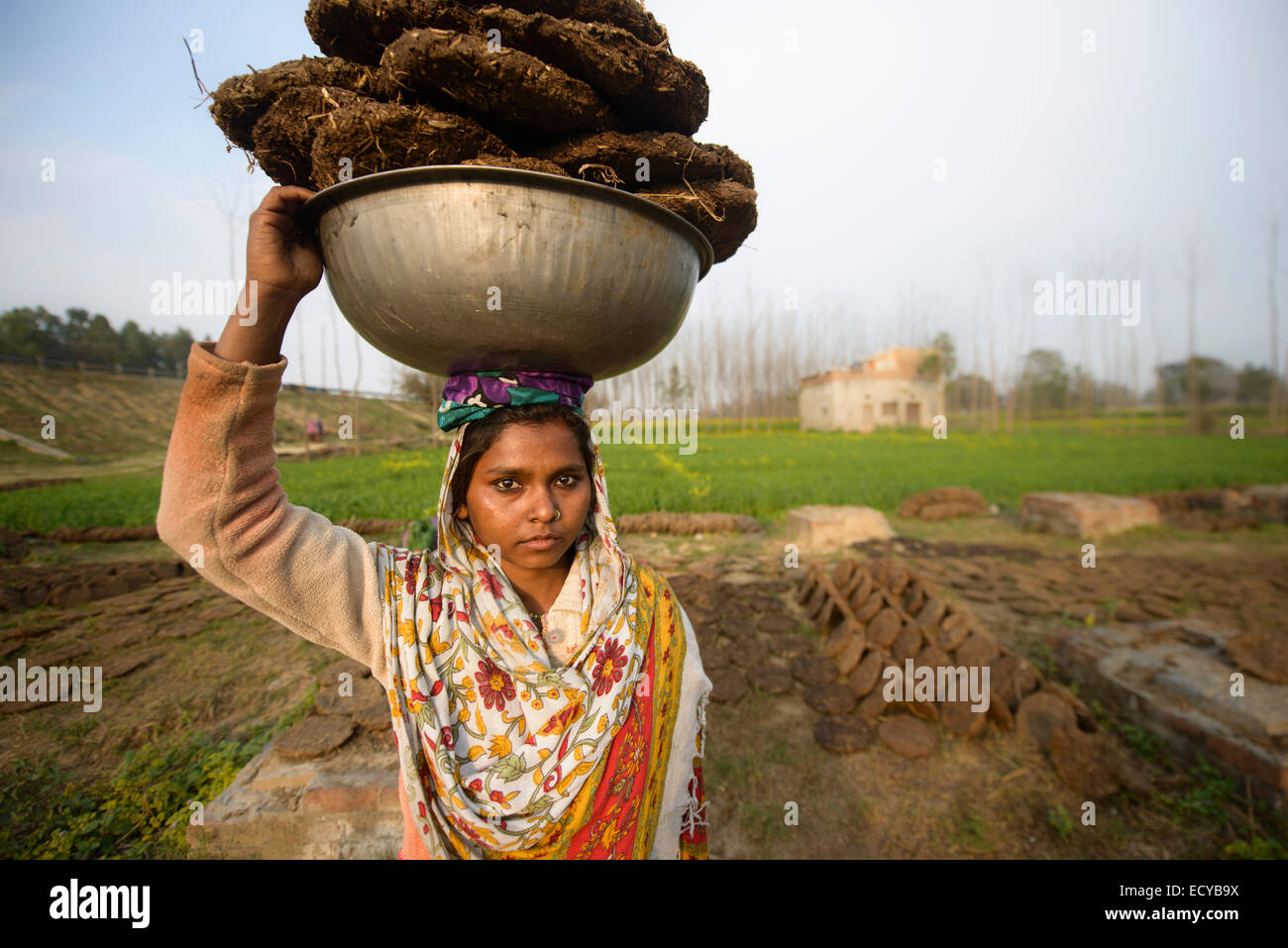 Le donne indiane il prelievo di sterco secco, Uttar Pradesh, India Foto Stock
