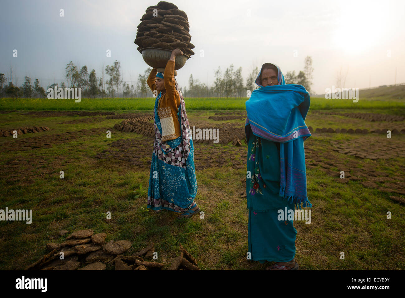 Le donne indiane il prelievo di sterco secco, Uttar Pradesh, India Foto Stock