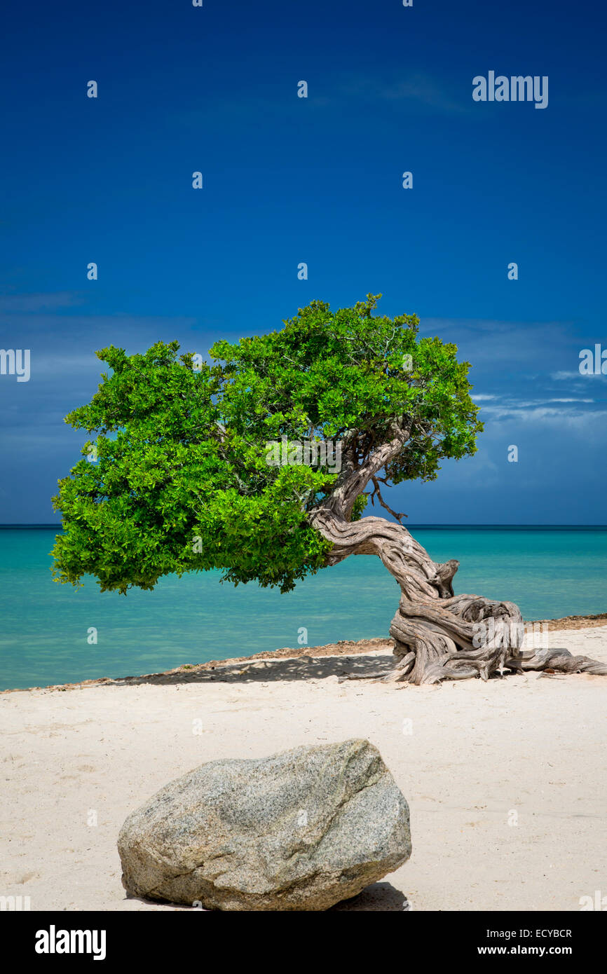 Weathered Fototi tree (spesso scambiati per Divi Divi) sulla spiaggia di Aruba, Antille Foto Stock