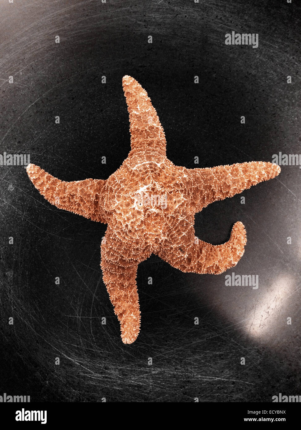 Starfish campione sul display - Immagine stock catturata con smartphone