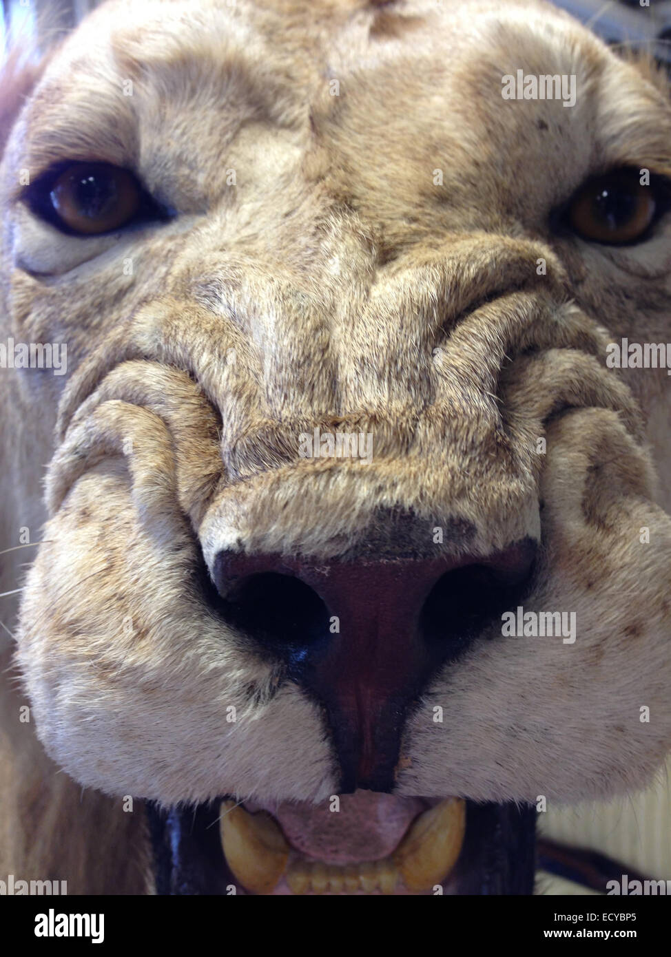 Close up di tassidermia faccia animale - Immagine stock catturata con smartphone