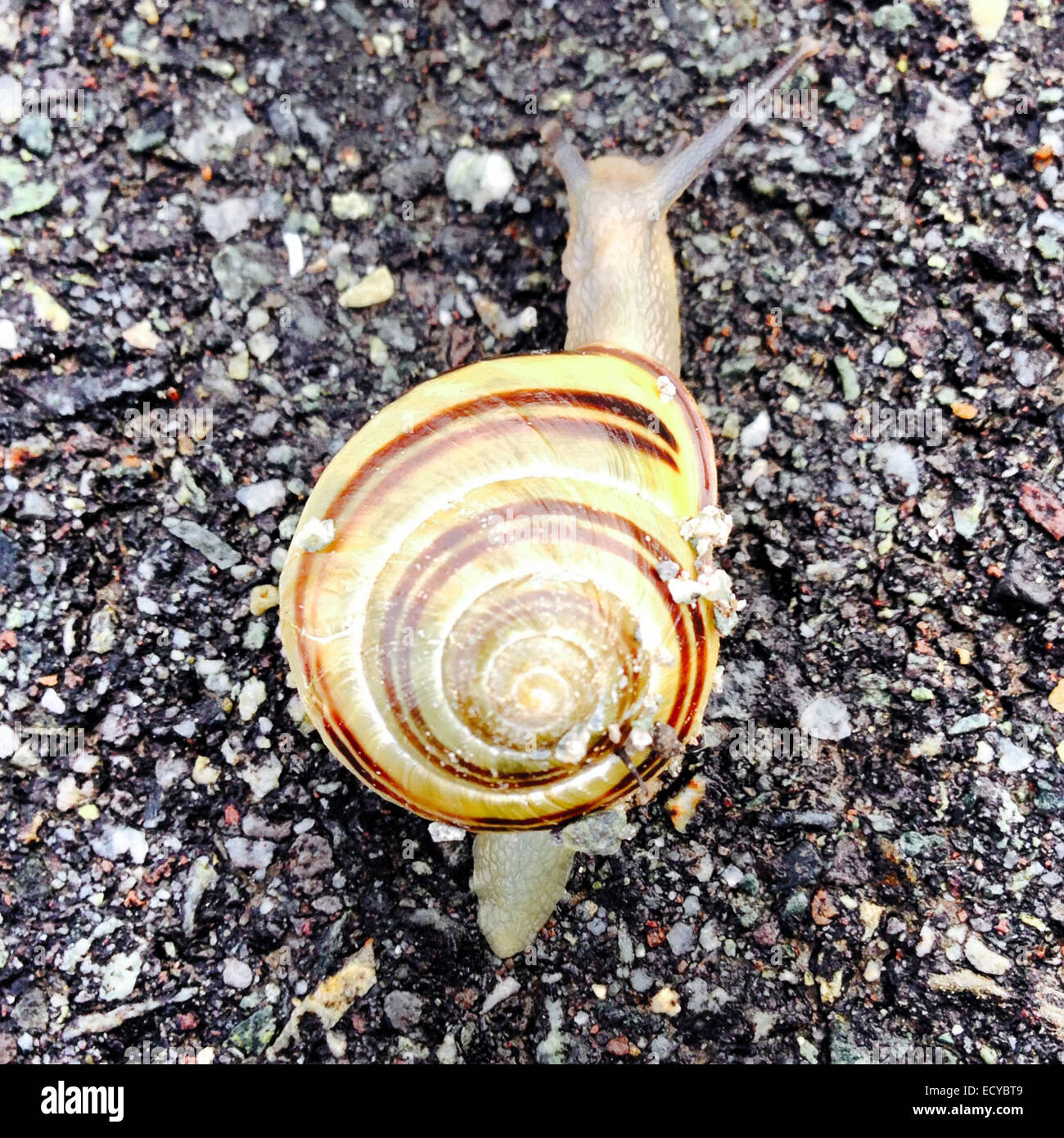 Close up della lumaca strisciare in sporco - Immagine stock catturata con smartphone