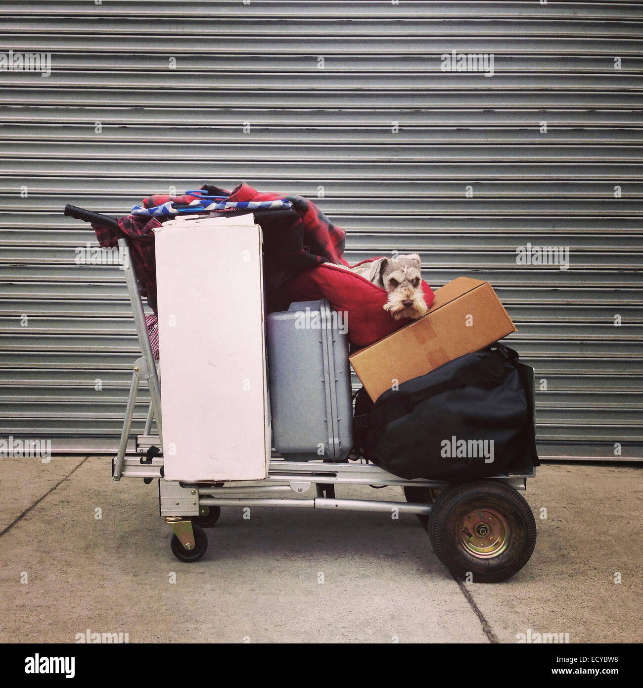 Dog sitter su bagagli sul carrello all'aeroporto - Immagine stock catturata con smartphone