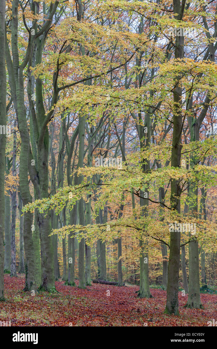 Cambridge faggete riserva naturale colori autunnali Foto Stock