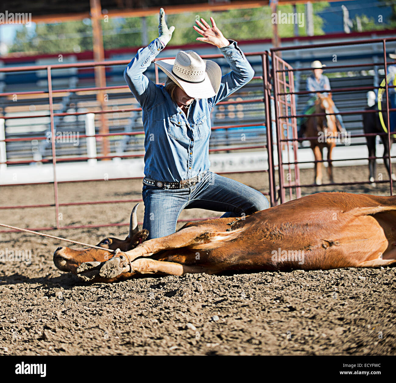 Cowboy caucasica legatura di bovini in rodeo sul ranch Foto Stock