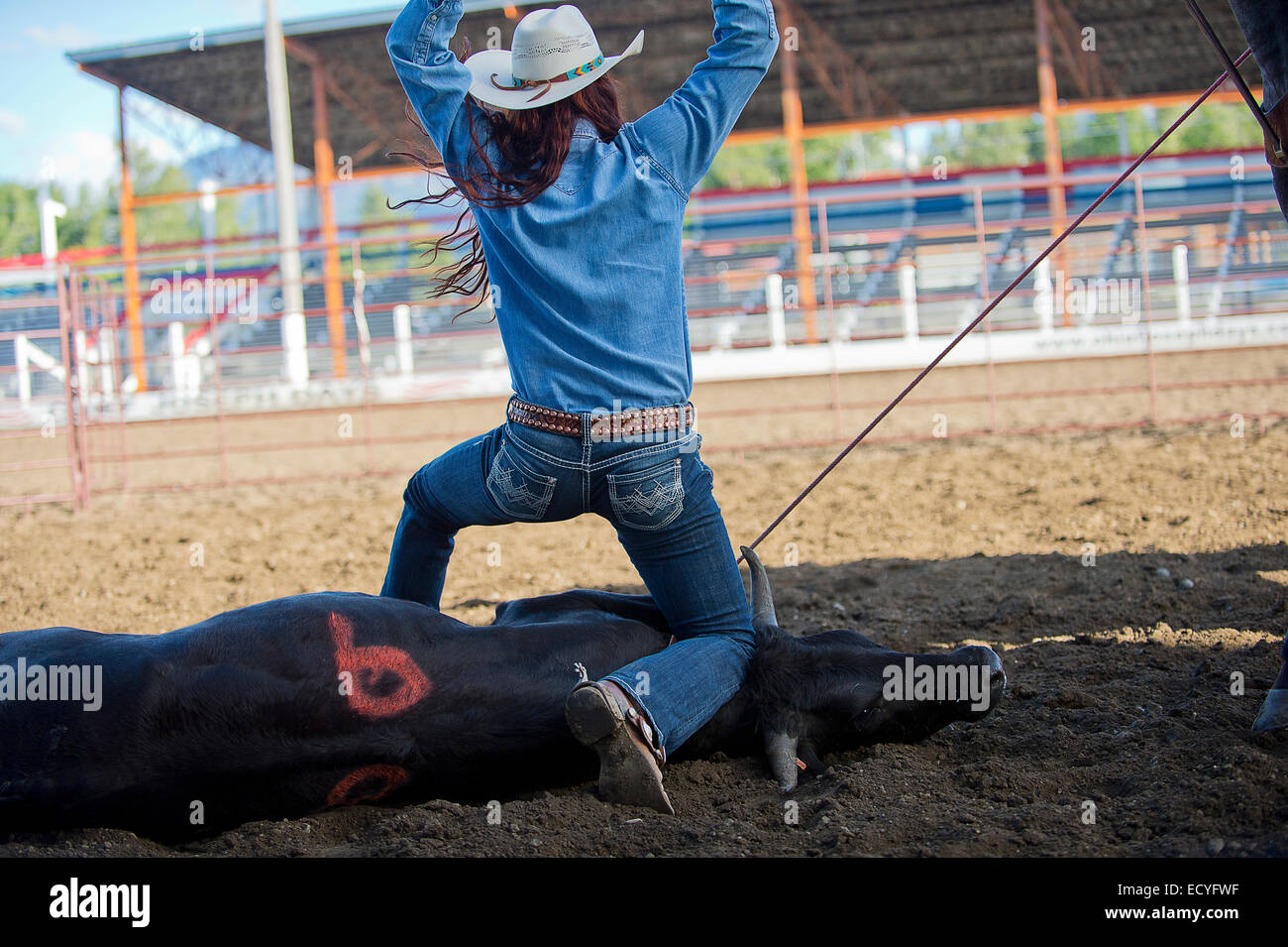 Caucasian cowgirl legatura di bovini in rodeo sul ranch Foto Stock