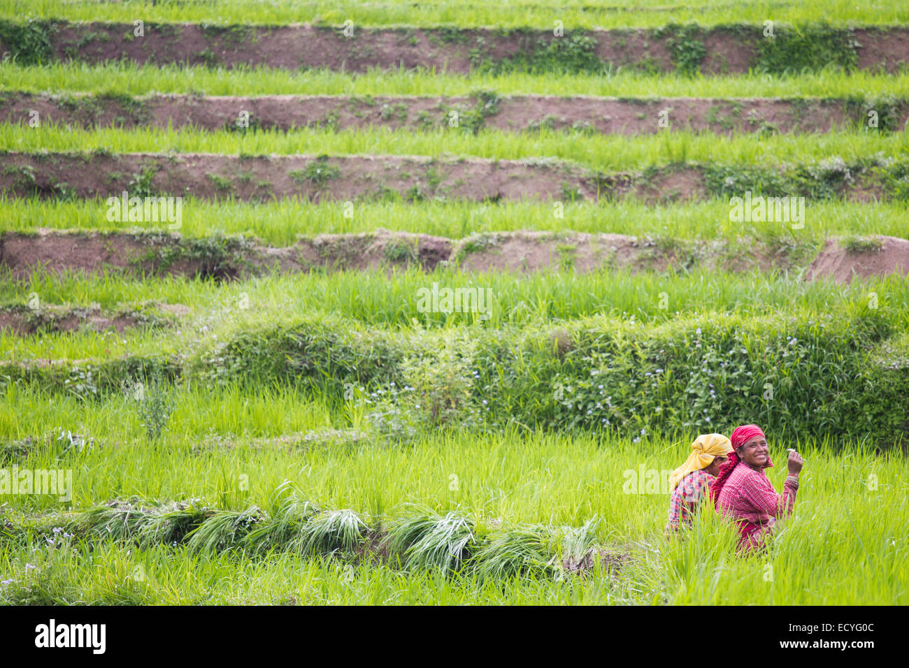 Gli agricoltori di prendere una pausa, Valle di Kathmandu, Nepal Foto Stock