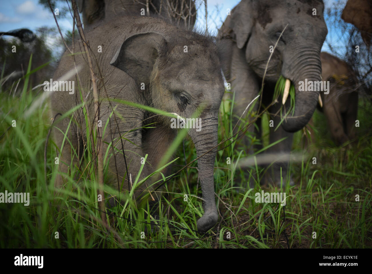 Allevamento di elefanti con i giovani in modo Kambas Parco Nazionale, Sumatra, Indonesia. Foto Stock
