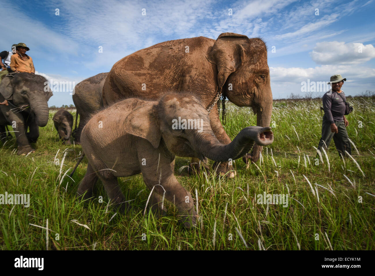 Un Baby Elephant denominato Amel tenta di kiss fotografo la lente in modo Kambas National Park, Indonesia. Foto Stock