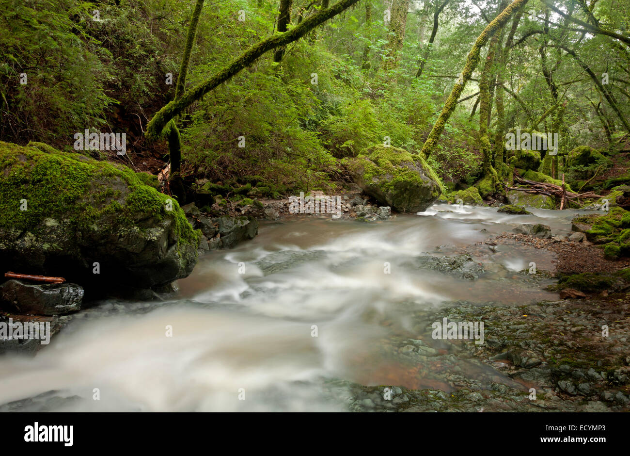 CA02582-00...CALIFORNIA - la cataratta Creek in Marin acqua comunale distretto sul Monte Tamalpais. Foto Stock