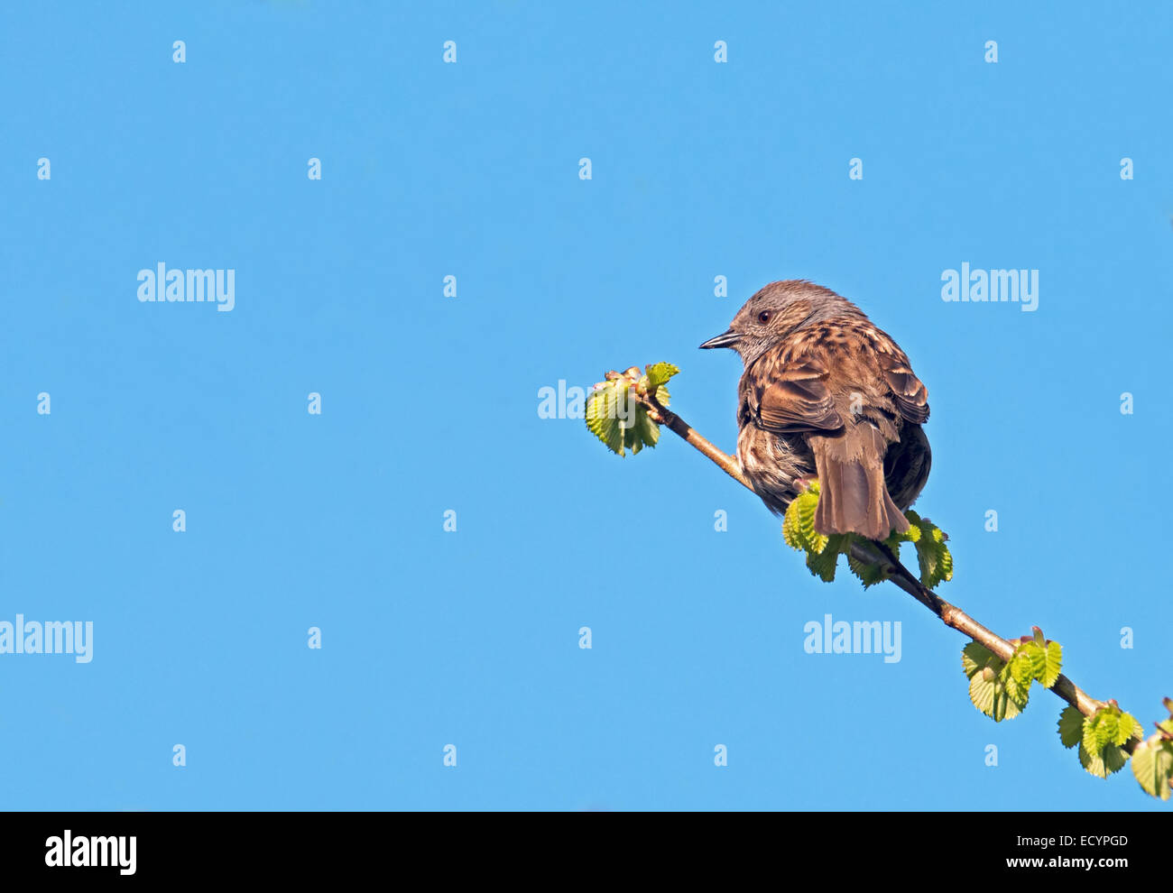 Dunnock (Hedge Sparrow)- Prunella modularis. Foto Stock