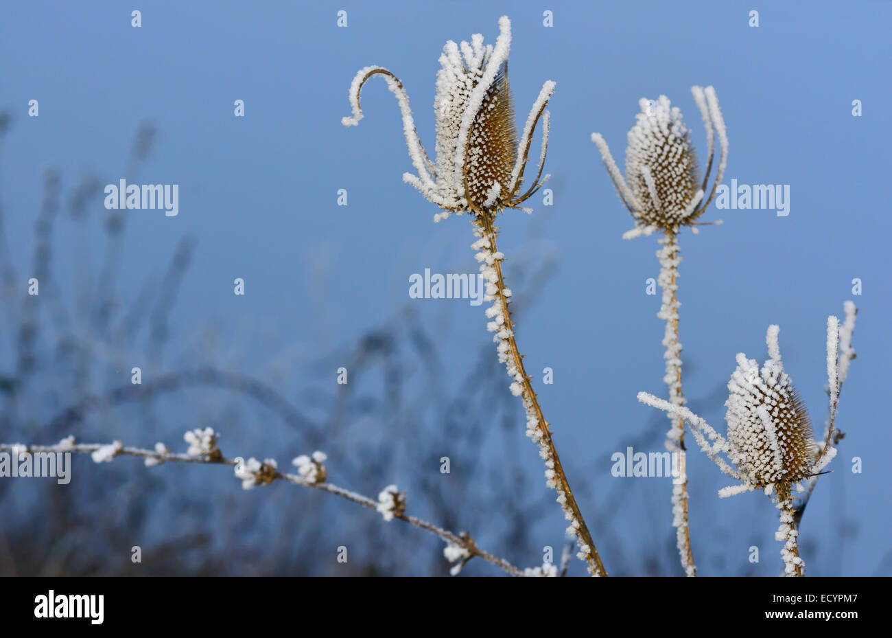 Chiusura del gelo invernale su thistle sul cielo blu sullo sfondo Foto Stock