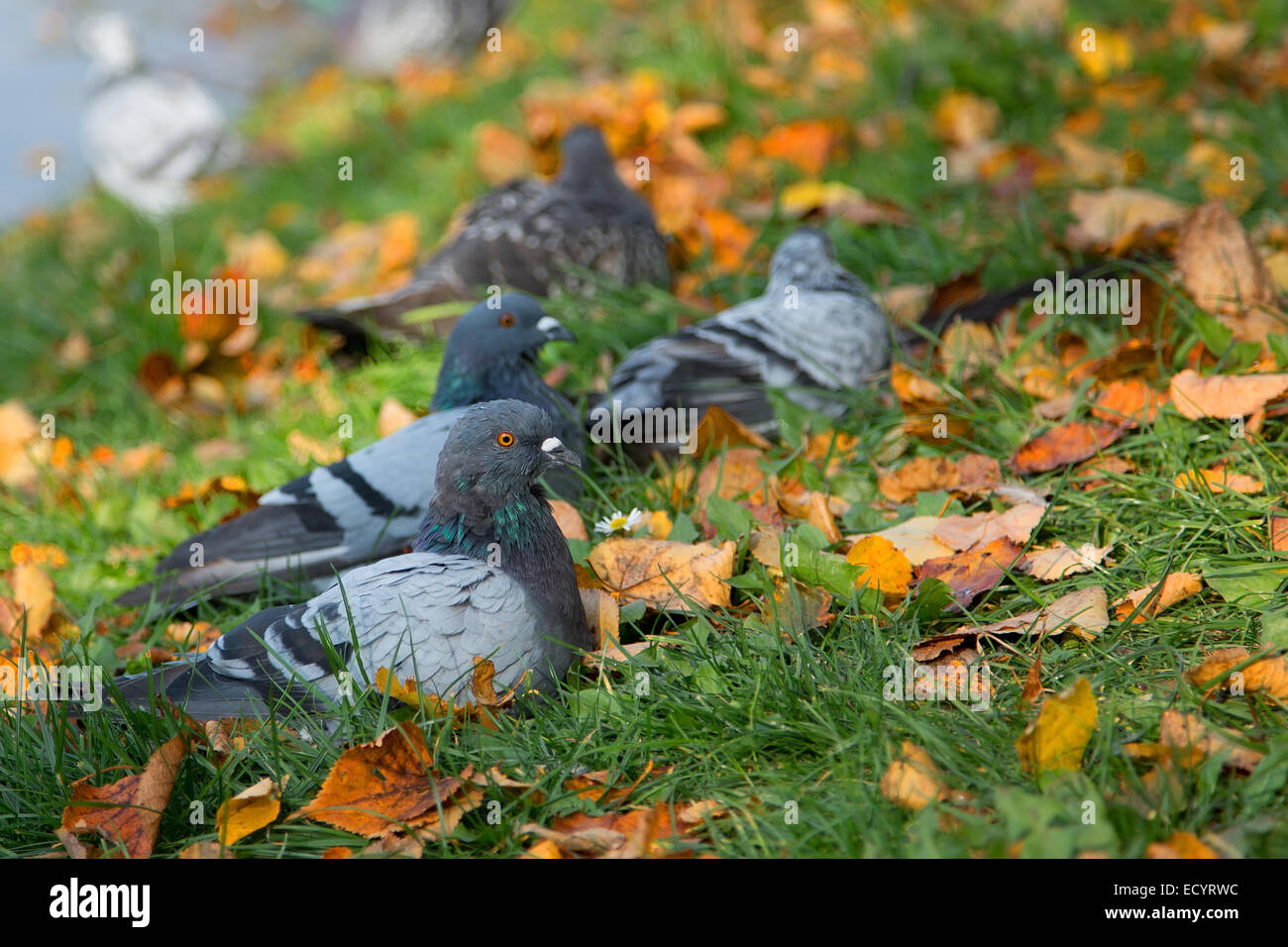 I piccioni selvatici in Foto Stock