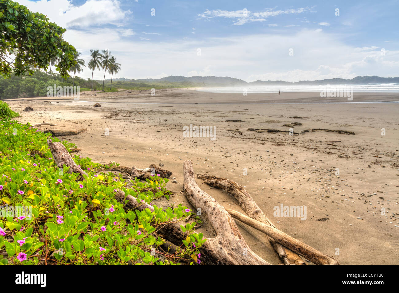 Driftwood e fiorito di vegetazione in una nebbiosa mattina a Playa Guiones in Nosara, Costa Rica Foto Stock