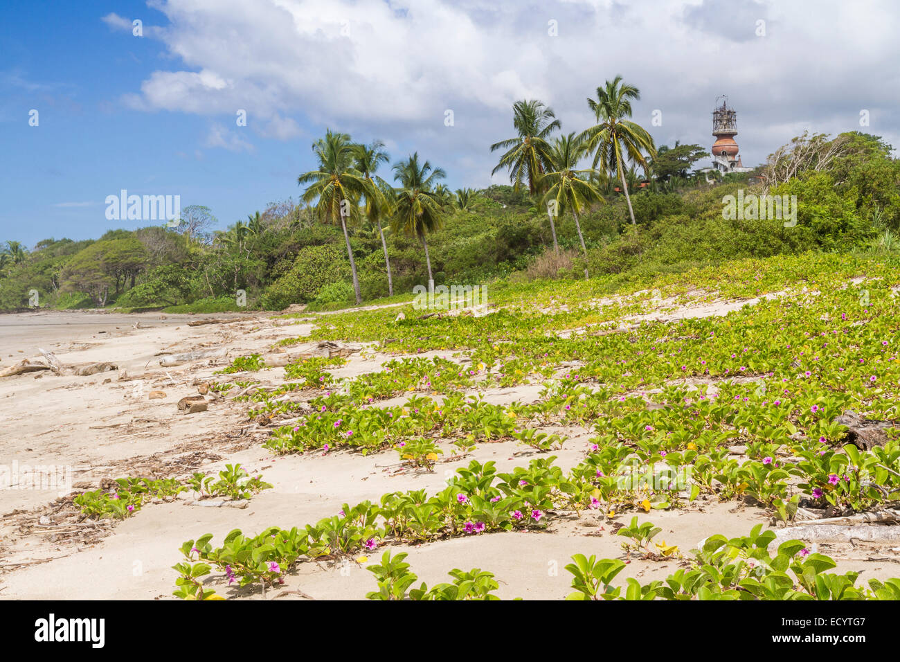 La torre di osservazione del vecchio Hotel Norsara sorge tra le palme al di sopra della vegetazione floreale di Playa Guiones in nn. Foto Stock