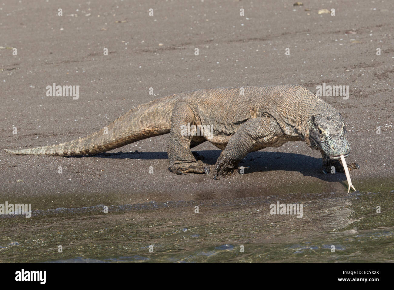 Drago di Komodo, Varanus komodensis, Komodowaran, pattuglie una spiaggia sul isola di Rinca, Parco Nazionale di Komodo, Indonesia Foto Stock