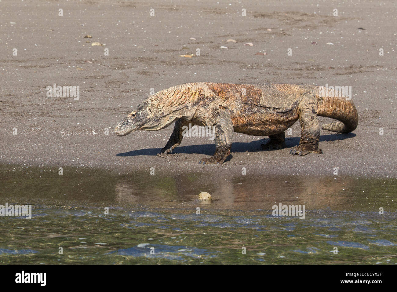 Drago di Komodo, Varanus komodensis, Komodowaran, pattuglie una spiaggia sul isola di Rinca, Parco Nazionale di Komodo, Indonesia Foto Stock