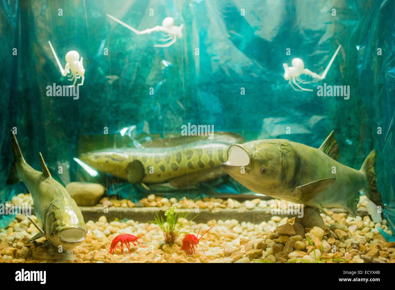 Detroit, Michigan - Modelli di invasiva carpa asiatica al Belle Isle Aquarium. Foto Stock