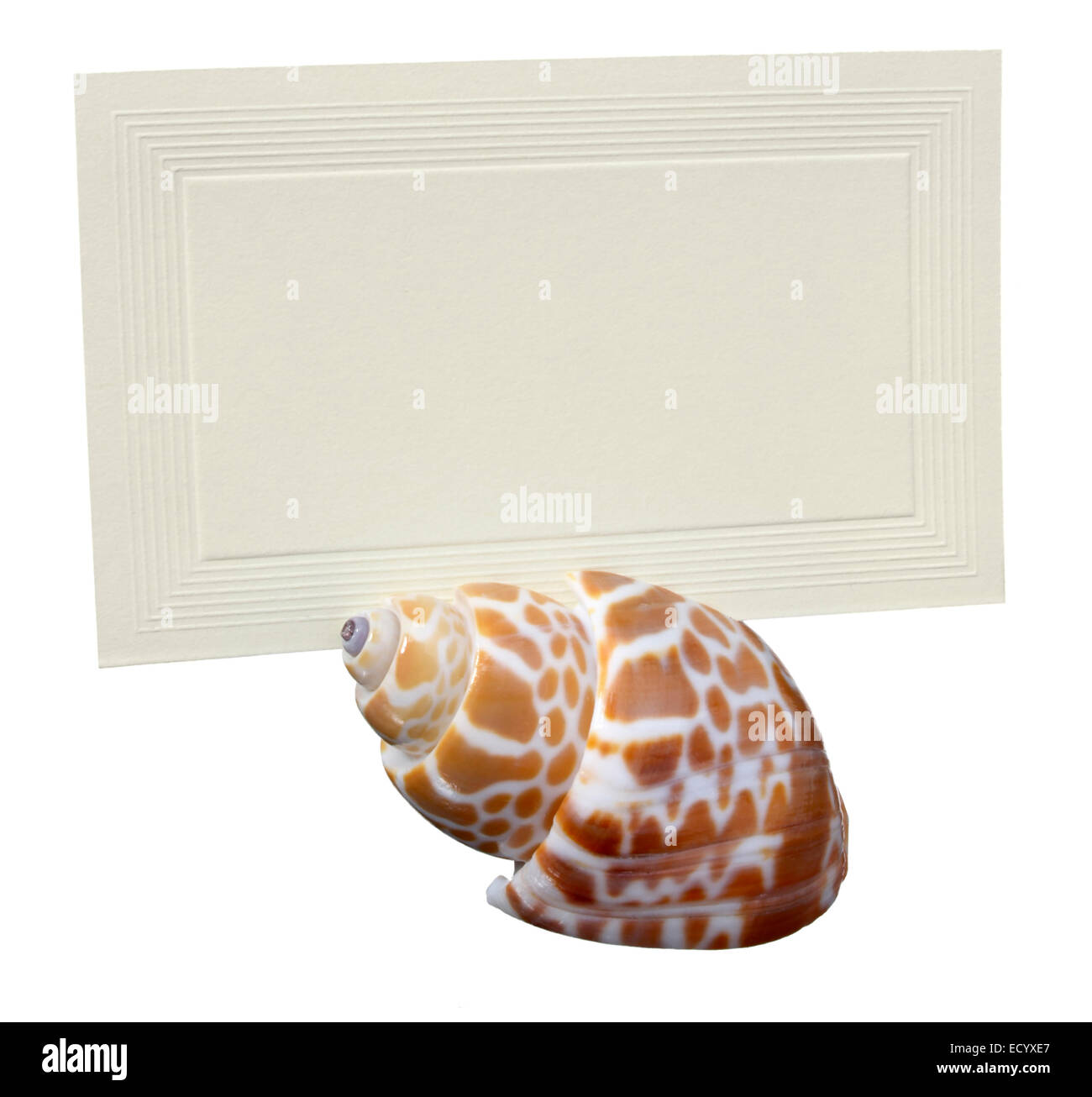 porta cartolina shell place fotografata su sfondo bianco Foto Stock