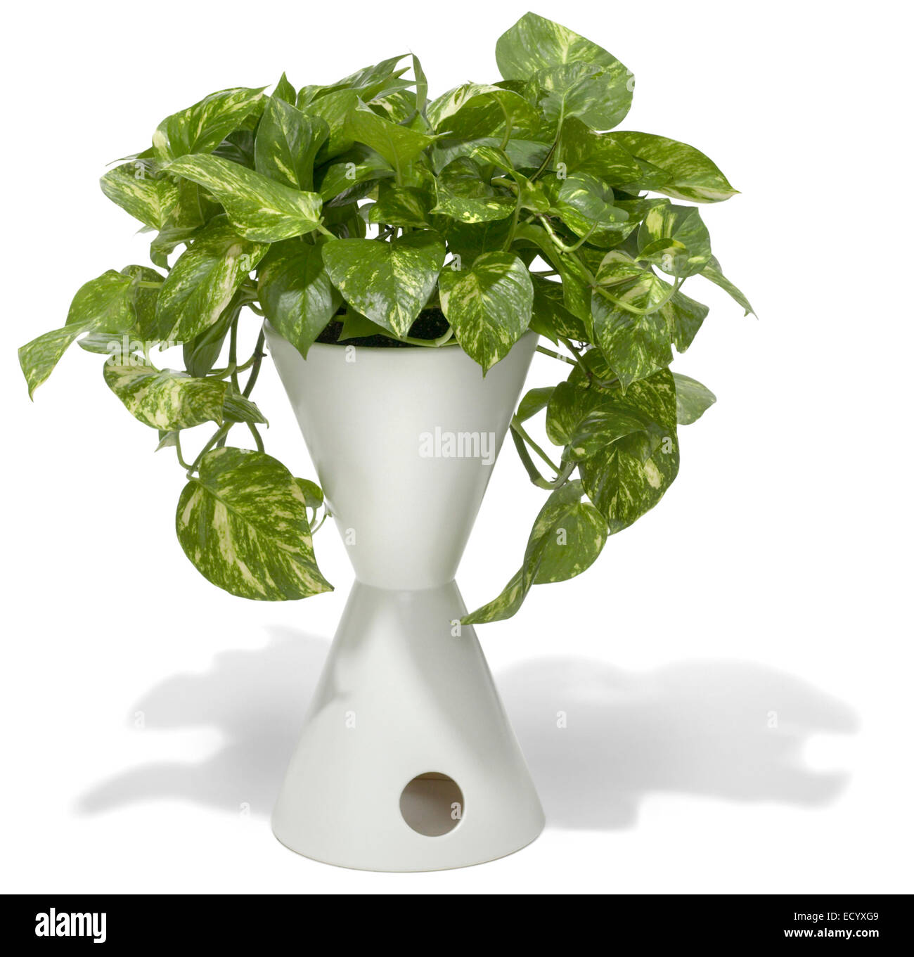 Pianta in vaso in un vaso bianco Foto Stock