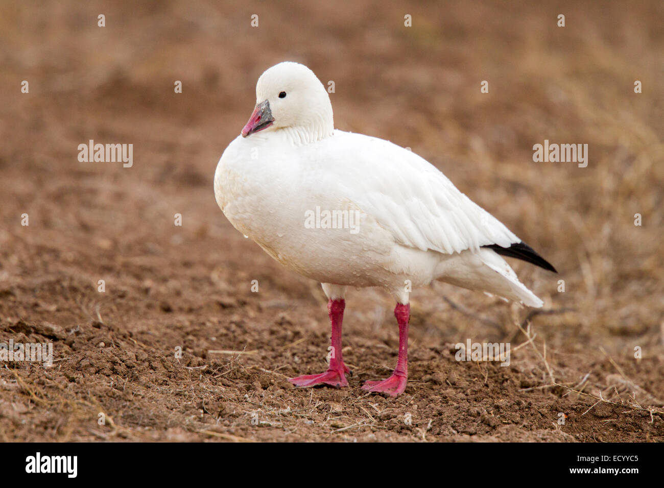 Ross' Goose Anser rossii Apache del Bosque National Widlife rifugio, Nuovo Messico, Stati Uniti 15 dicembre adulto Anati Foto Stock