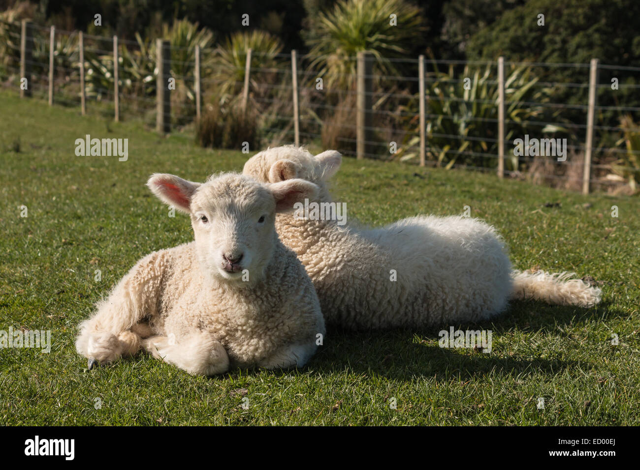 Piccoli agnelli in appoggio sull'erba Foto Stock