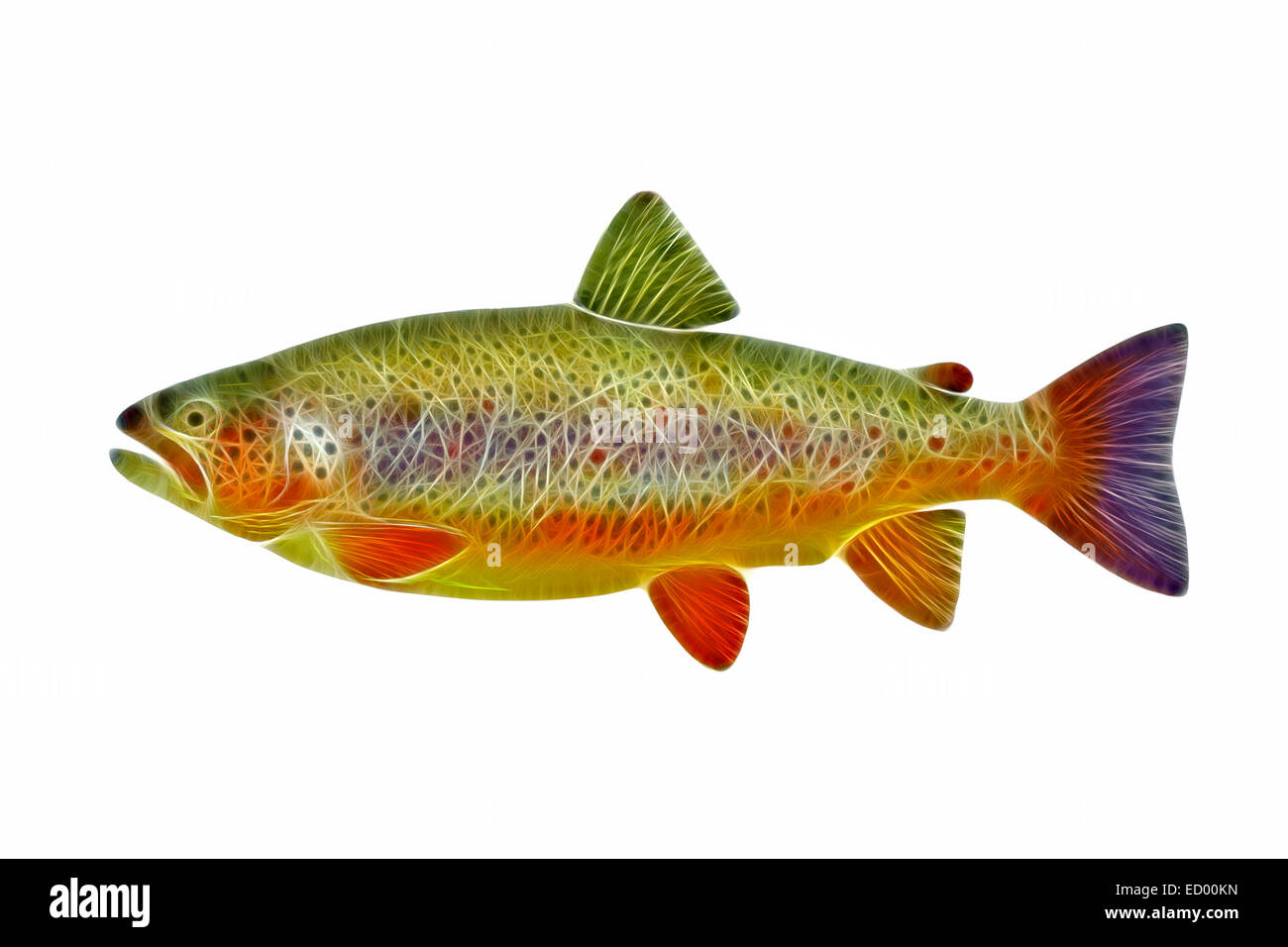La trota marrone (Salmo trutta) illustrazione stilizzata. Foto Stock