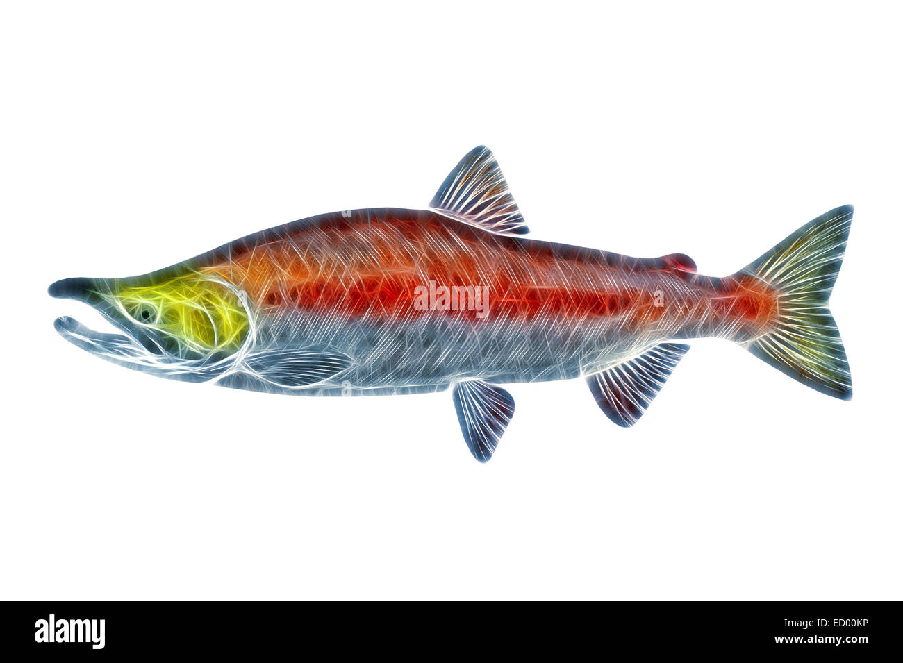 Maschio di Salmone Sockeye (Oncorhynchus nerka) illustrazione stilizzata. Salmoni del Pacifico adulto maschio riproduttiva. Foto Stock