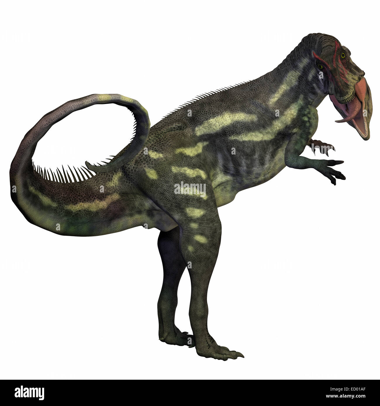 Allosaurus era un carnivoro theropod dinosauro nel tardo Giurassico del Nord America. Foto Stock