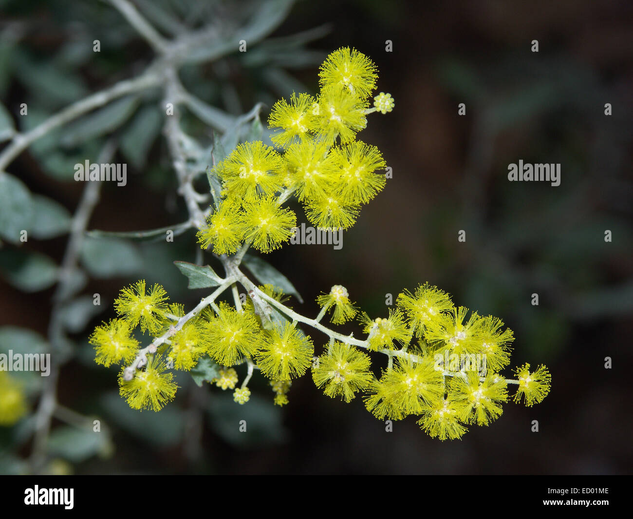 Cluster di vividi fiori gialli di nativi Australiani albero di bargiglio - specie di Acacia - contro sfondo verde scuro Foto Stock