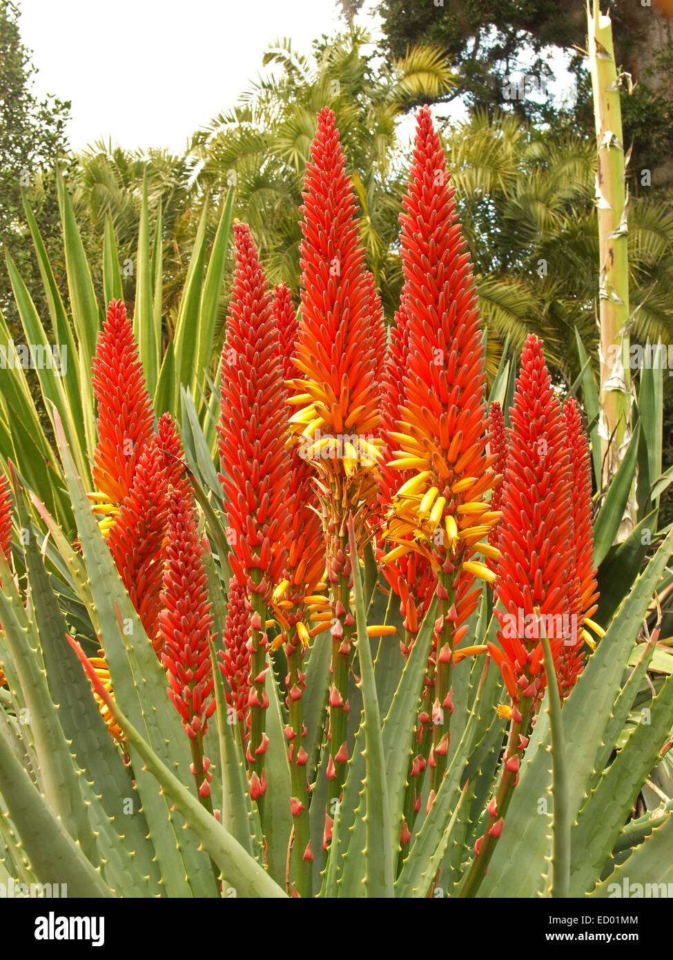 Cluster di grandi dimensioni di spettacolari alti rosso fiamma / arancio picchi di aumento di fiori da foglie di colore verde chiaro di specie Aloe Foto Stock
