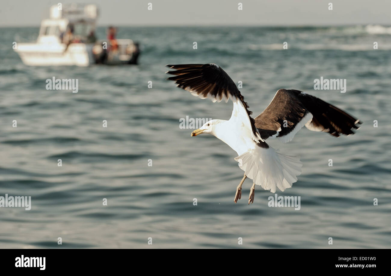 Flying Seagull e la barca in mare Foto Stock