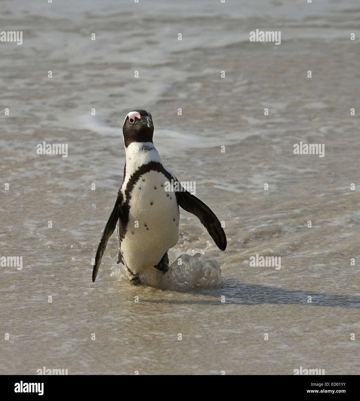 A piedi pinguino africano (Spheniscus demersus) sulla spiaggia. Foto Stock