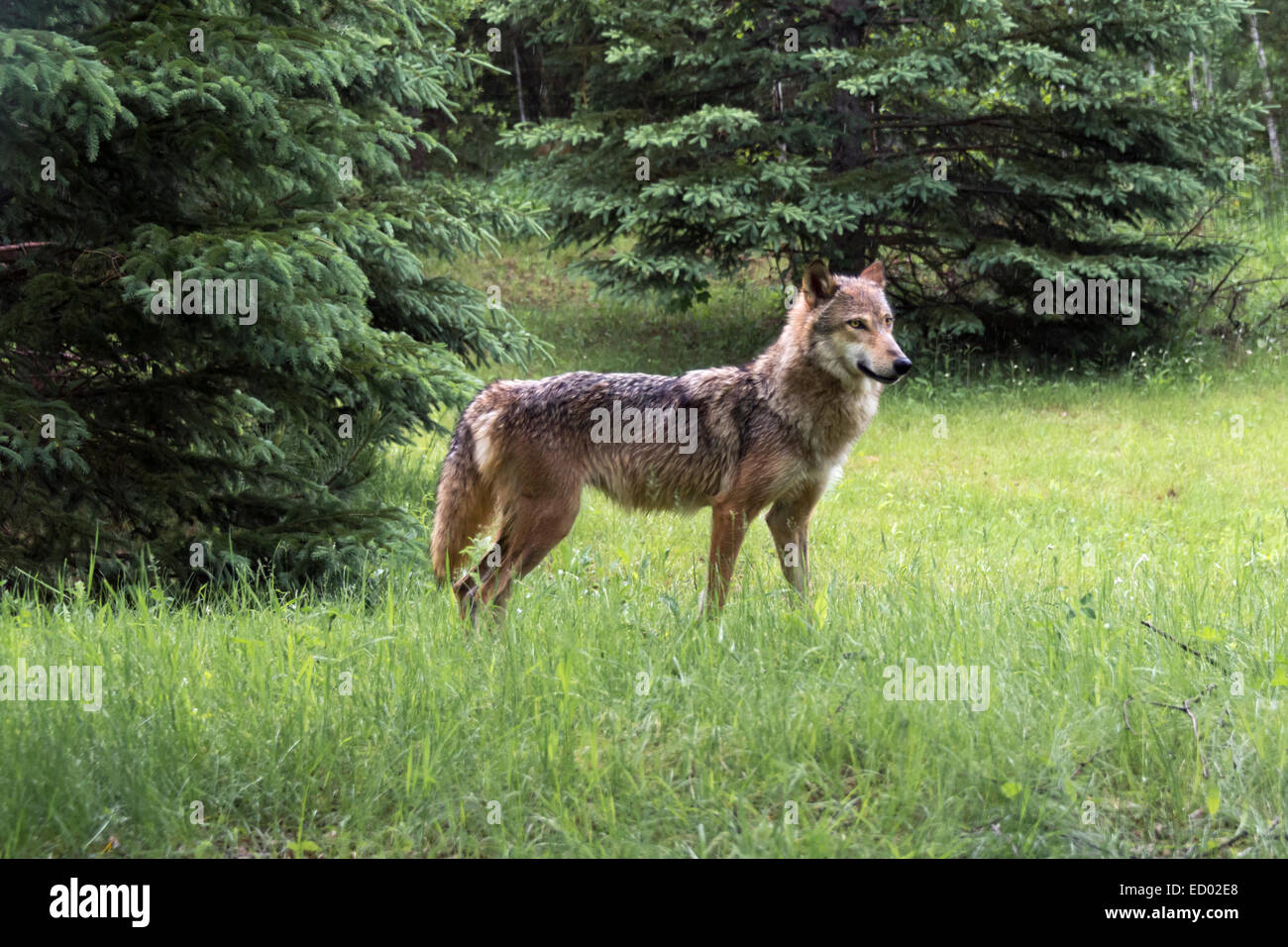 Lupo grigio in piedi in un prato, nei pressi di arenaria, Minnesota, Stati Uniti d'America Foto Stock