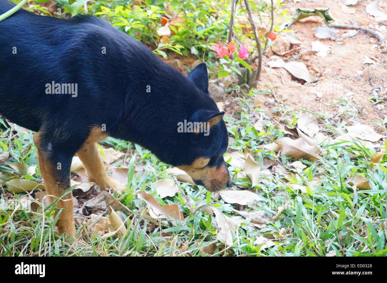 Un cane nero Foto Stock