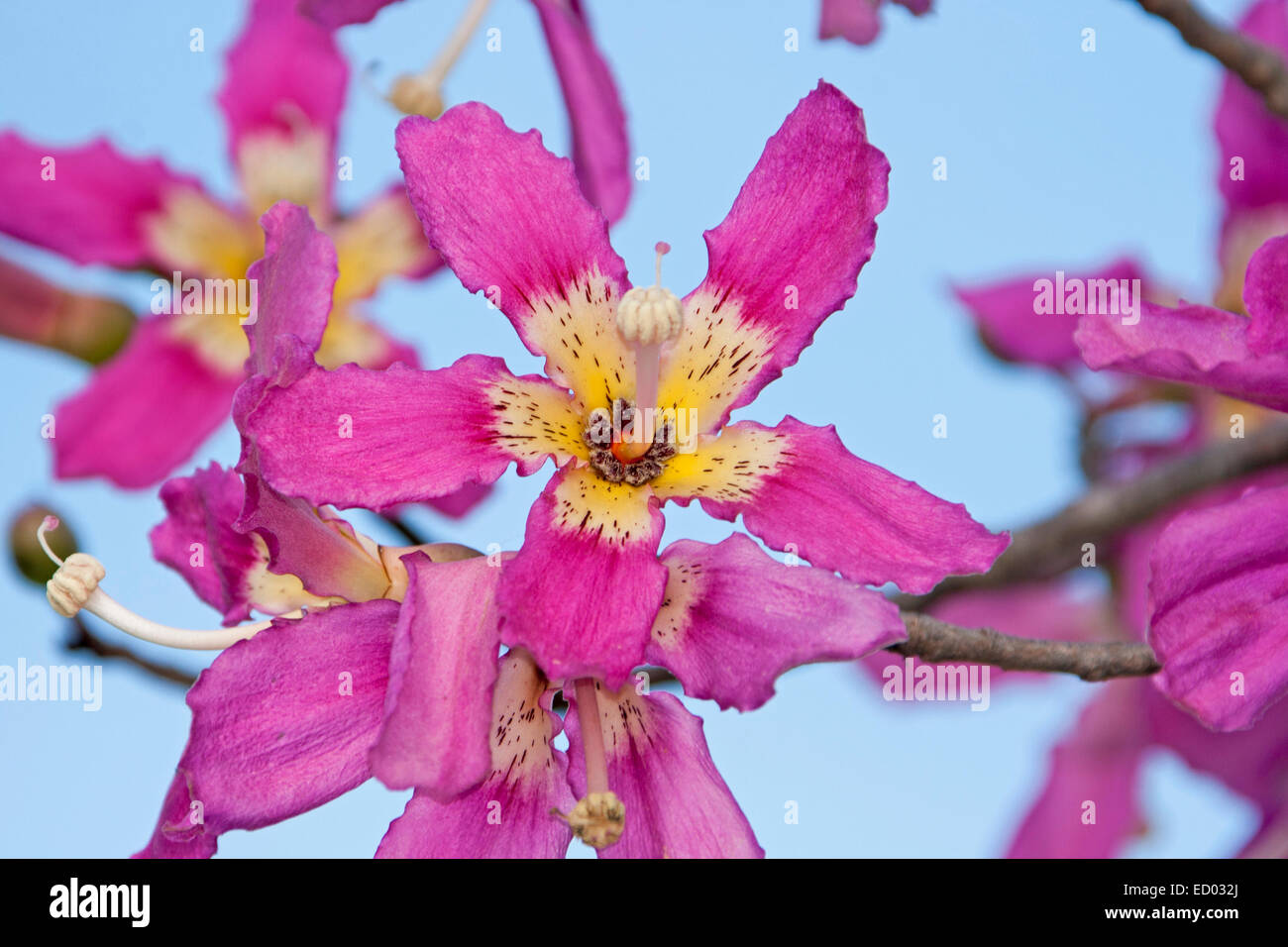 Cluster di rosa brillante con fiori di colore bianco e giallo di centri di Ceiba speciosa syn. Chorisia speciosa, con sullo sfondo di un cielo blu Foto Stock