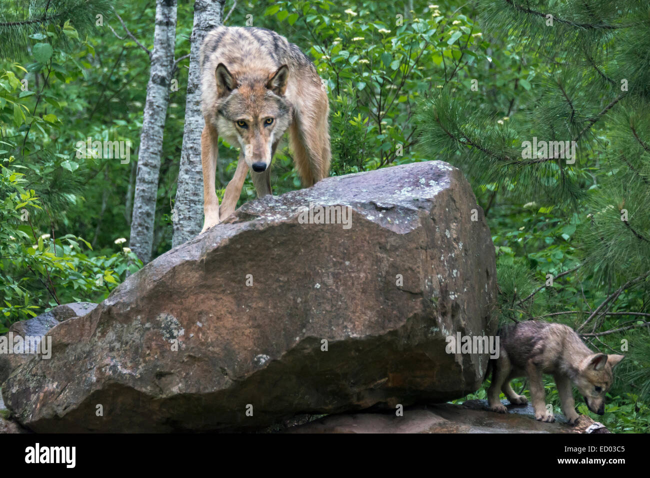 'Non pasticcio con il cucciolo', lupo grigio e cub nei pressi di arenaria, Minnesota, Stati Uniti d'America Foto Stock