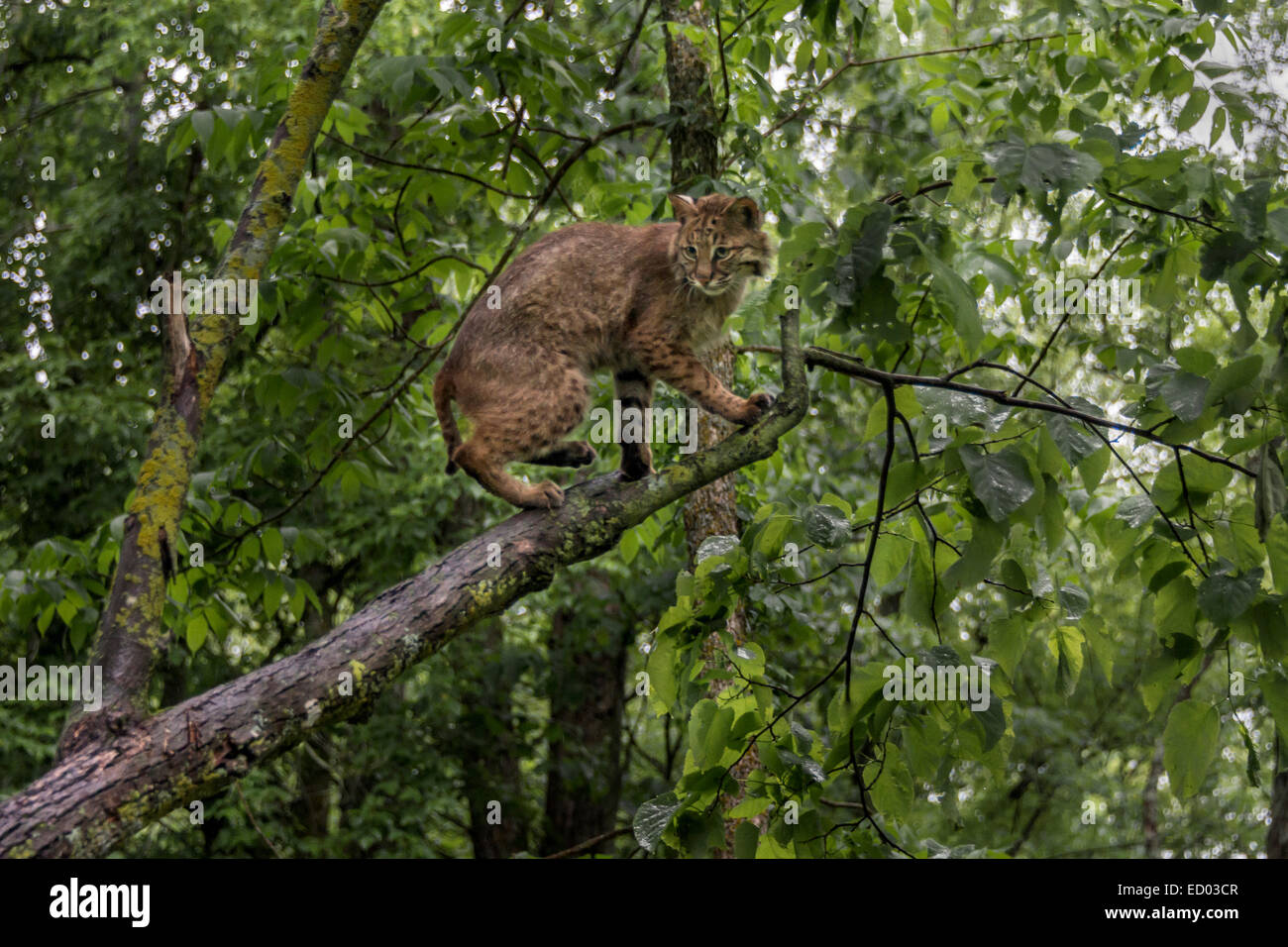 Adulto bobcat su un albero sotto la pioggia, nei pressi di arenaria, Minnesota, Stati Uniti d'America Foto Stock