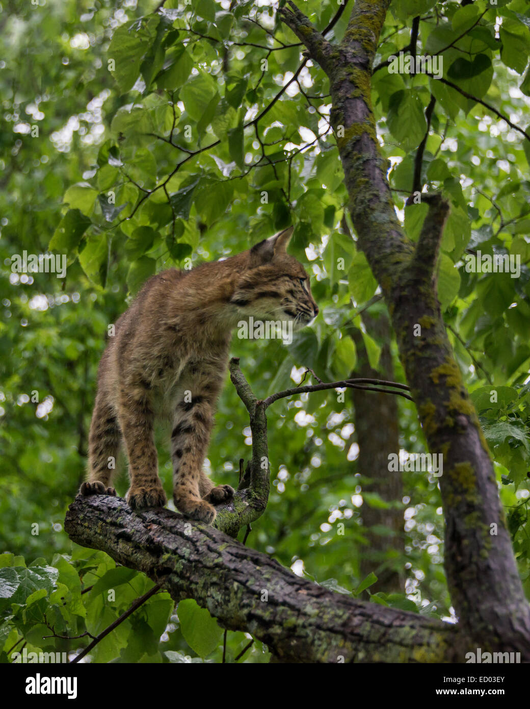 Bobcat in una struttura ad albero nella pioggia, nei pressi di arenaria, Minnesota, Stati Uniti d'America Foto Stock